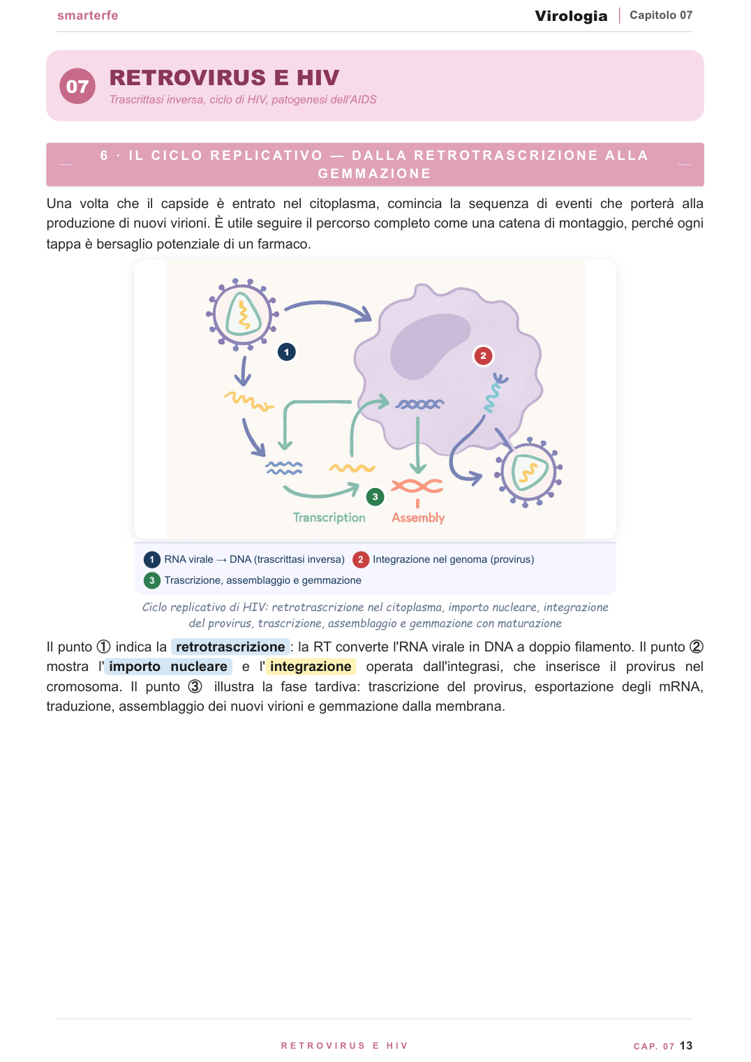 Il ciclo di replicazione virale — dall'adsorbimento al rilascio