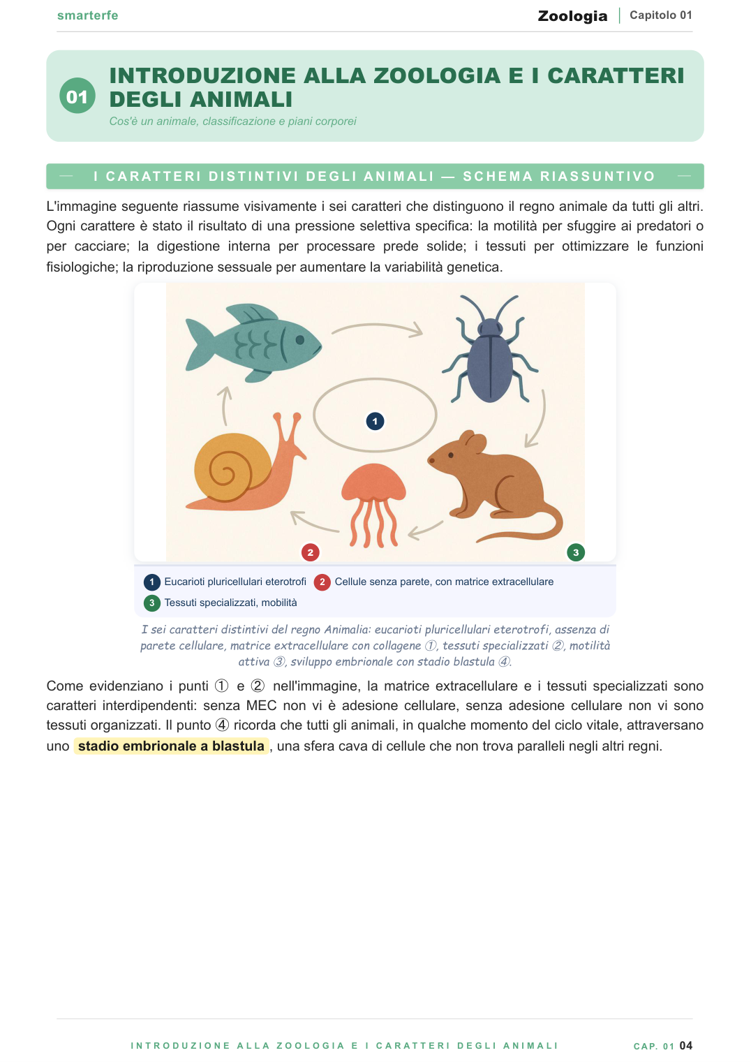 Caratteri generali degli animali e piani corporei