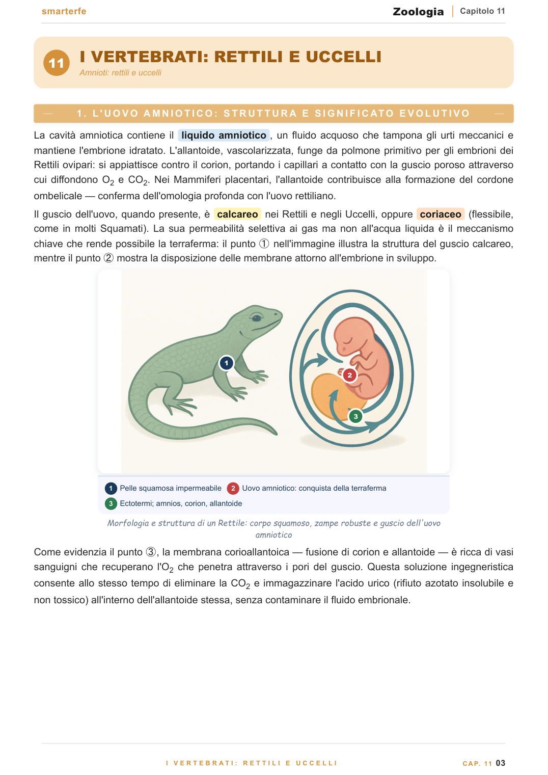Vertebrati — Mammiferi e fisiologia comparata