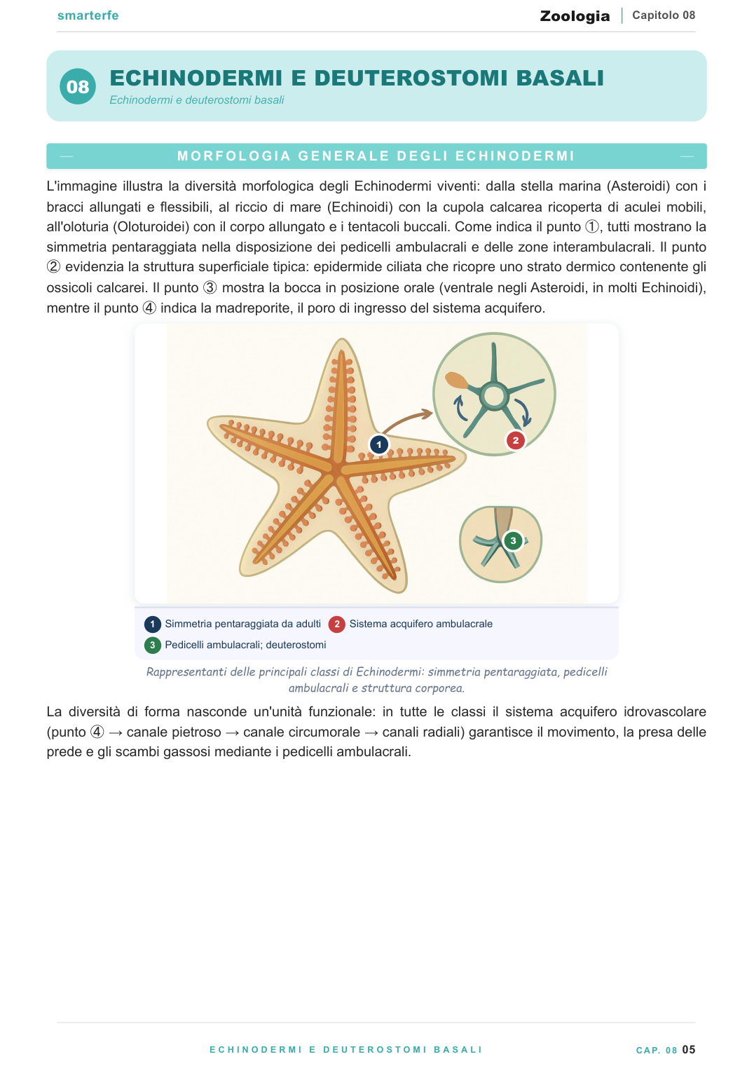 I Cordati e l'origine dei Vertebrati